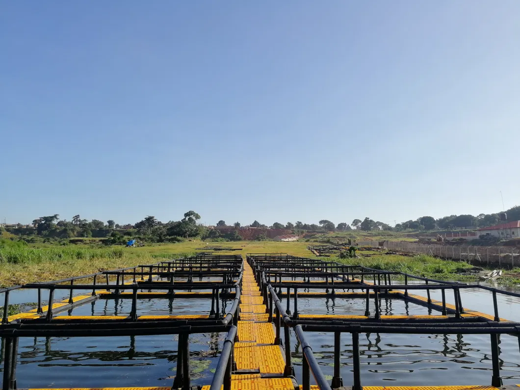 Tilapia Fish Farming Cage for Uganda Market