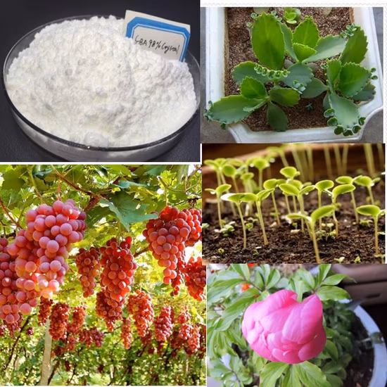 Регулятор роста растений Seradix Rooting Hormone 6